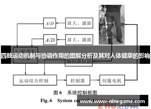 四肢运动机制与协调作用的图解分析及其对人体健康的影响